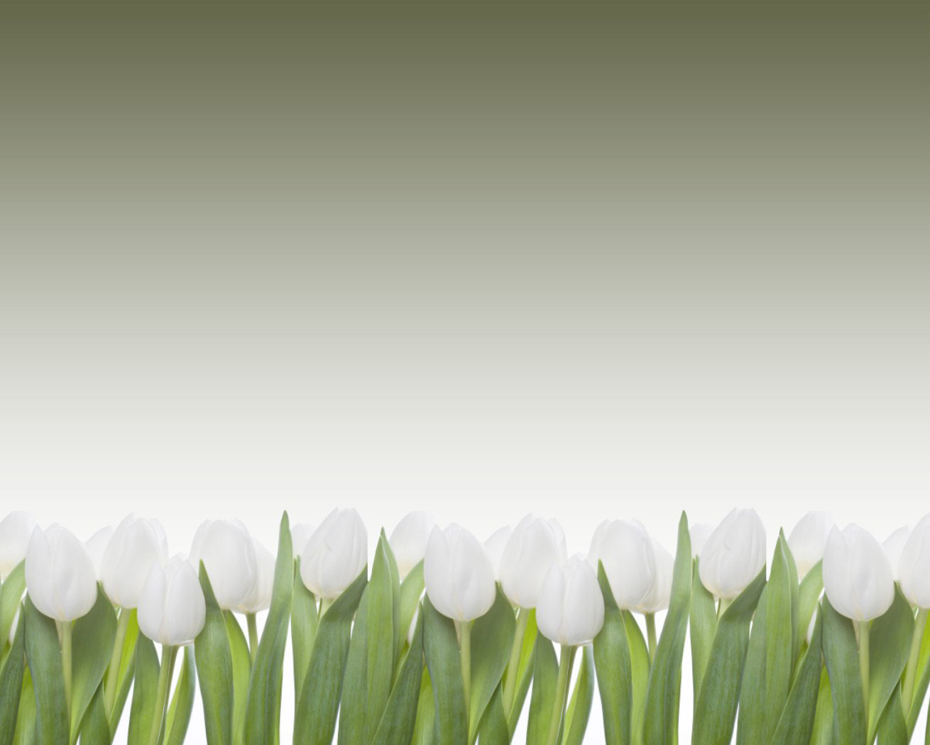 Flowers Background Banner