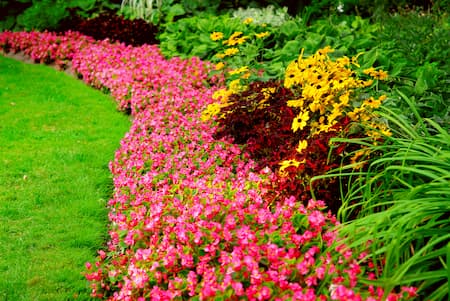 Unusual Flowers to Plant in Your Yard Or Garden